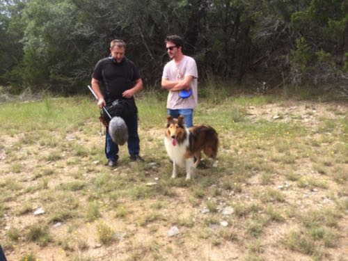 HollywoodHoneytreeColliesBehindTheScenes 13collie.jpg